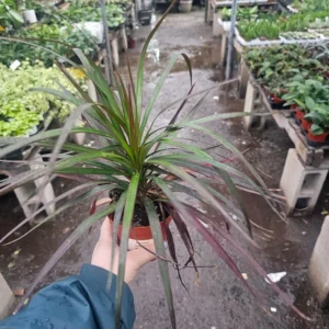 Dracaena Marginata Magenta - Indoor Plant - 4in Pot - Air-Purifying