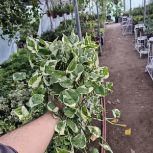 Pothos N'Joy - Epipremnum aureum - 6in Pot - Lush Green Vine