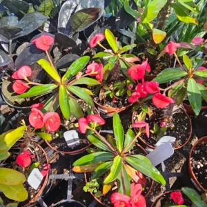 Euphorbia milii Floral Red - Pink Crown of Thorns - 2in Pot