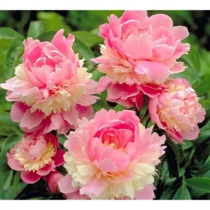 Double Pink Cream Peony Bulbs - 2 Bareroots, 2-3 Eyes - Perennial Flower