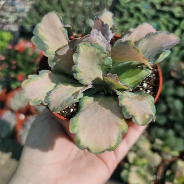 Kalanchoe Stained Glass Pink - Rare Variegated Succulent - 2in Pot