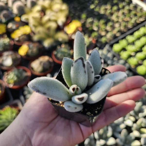 Kalanchoe Tomentosa Panda Plant - Rare Succulent - 2in Pot