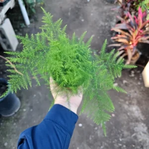 Plumosa Fern - Asparagus Fern - 4in Potted Green Plant - Easy Care