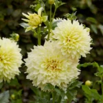 Kelvin Floodlight Giant Dinnerplate Dahlia Flower Bulb Tuber - Easy to Grow