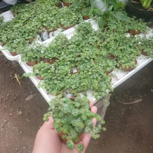 String of Turtles - Peperomia Prostrata - Live Succulent Hanging Plant - 3in Pot