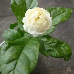 Grand Duke of Tuscany Jasmine - Live Double Jasmine Plants - 2 to 5 Inches - White Blooming