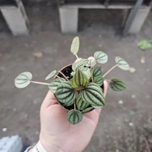 Peperomia Piccolo Banda - Easy Care Indoor Plant - 2in Pot Bundle of 3