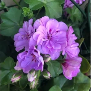 2 Live Geranium Plants - 4 to 6 Inch - Lavender Blooms - Hardy & Fragrant