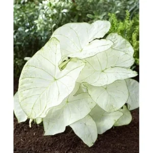 4 Caladium Bulbs for Planting - White Caladiums Tuber, Bulk Pack