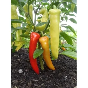 4 Live Plants Sweet Banana Pepper Plants Sweet Peppers Plants Banana Chili Peppers Plants Pepper Sweet Banana 4 to 6 Inc Tall, Size 4 Inc Pot,Ready to Grow