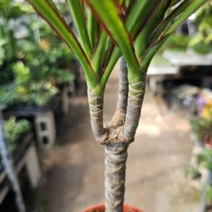 Dracaena Kiwi Cane - 4in Pot - Low Maintenance Indoor Plant