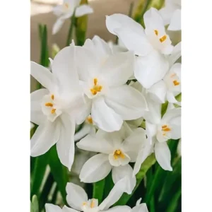 20 Bulbs Narcissus Paperwhite Bulbs - White Narcissus - Fragrant Daffodil Bulbs