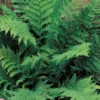 Lady Fern Rhizomes - 5 Bare Root Athyrium filix-femina Plants for Shade Gardens