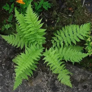 Lady Fern Rhizomes - 5 Bare Root Athyrium filix-femina Plants for Shade Gardens