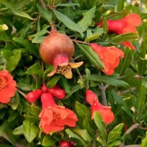 Large Pomegranate Tree Live Plant - Red Pomegranate Fuit - 1 to 1.5 Feet Tall - Gallon Pot