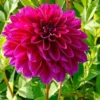 Le Baron Dahlia Large Decorative Bulb Tuber - Deep Purplish Red Dahlia