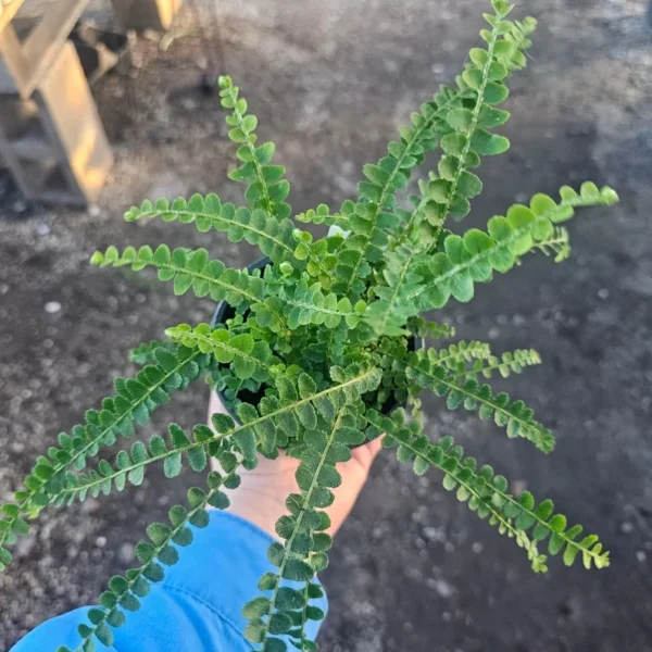 Lemon Button Fern Nephrolepis cordifolia Duffii - 4in Pot - Air Purifying Plant