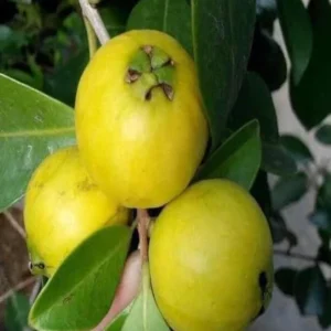 Lemon Guava Plant - Yellow Guava Fruit Tree - Cattley Guava Psidium Littorale Cattleianum Fruit Tree- - 1 ft Tall - Half Gallon Pot