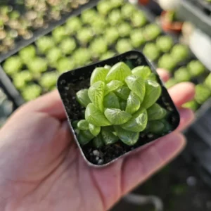 Haworthia cymbiformis var. obtusa Succulent - 2in Pot - Wholesale Bundles