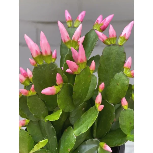 Light Pink Easter Cactus Plant- 3.5" Pot Rhipsalidopsis Hatiora Plant Spring Cactus Plant
