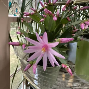 Light Pink Easter Cactus Plant- 3.5