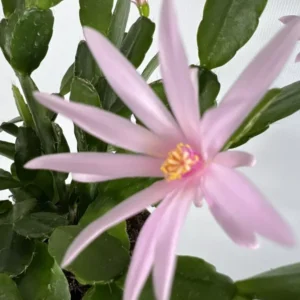 Light Pink Easter Cactus Plant- 3.5