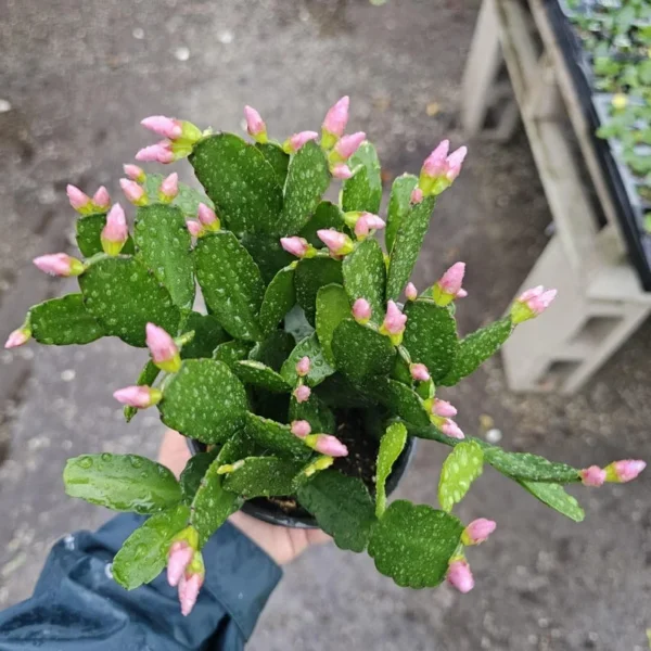 Light Pink Spring Cactus - Rhipsalidopsis gaertneri - Easter Cactus - 2in Pot