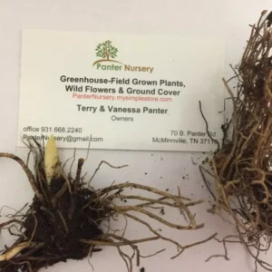 Lily of the Valley Rhizomes - 5 Roots May Lily Bells - Fragrant Spring Blooms Perennial