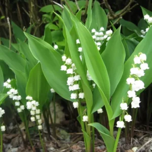 Lily of the Valley Roots - 5 Rhizomes - May Lily May Bells - Fragrant Spring Blooms