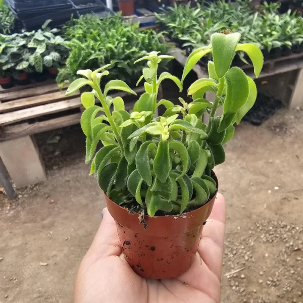 Lipstick Curly Twisted Lipstick Plant - Aeschynanthus Rasta - 2in Pot - Trailing Houseplant