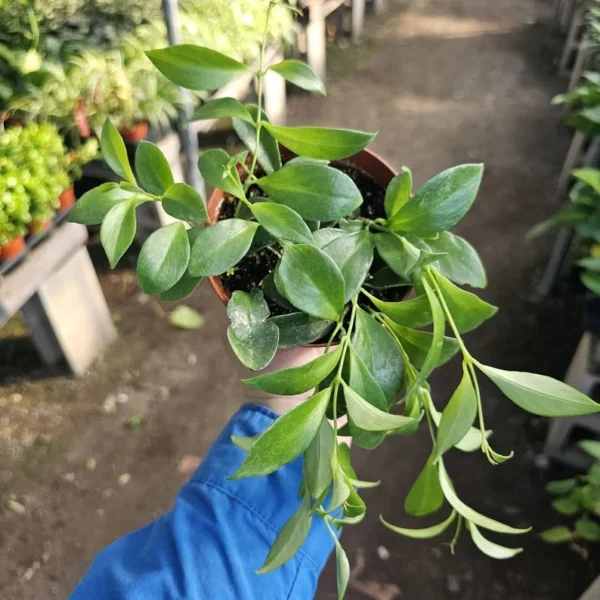 Lipstick Purple Star - Aeschynanthus radicans - 2in Pot - Trailing Plant