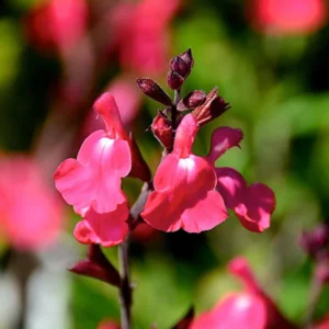 Lipstick Salvia Greggi Live Plant 1 Gal – Stunning Red Blooms, Hummingbird Attraction