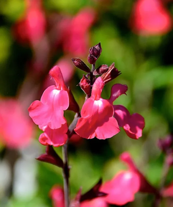 Lipstick Salvia Greggi Live Plant 1 Gal – Stunning Red Blooms, Hummingbird Attraction