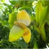 Live Basjoo Banana Plant - Cold Hardy, 2-3 Feet Tall, Fast-Growing