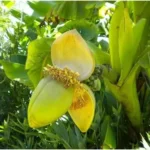 Live Basjoo Banana Plant - Cold Hardy, 2-3 Feet Tall, Fast-Growing