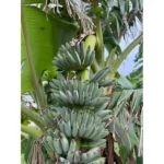 Live Cavendish Banana Plant - Dwarf Banana Tree - 8 to 10 Inches Tall - 2.5 Inch Pot