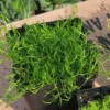 Live Moss - 3.5in Pot - Fresh and Lush for Terrariums and Gardens