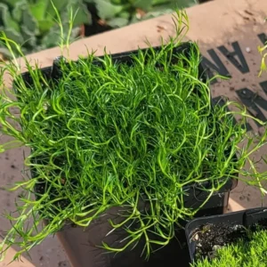 Live Moss - 3.5in Pot - Fresh and Lush for Terrariums and Gardens