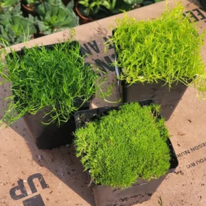Live Moss - 3.5in Pot - Fresh and Lush for Terrariums and Gardens