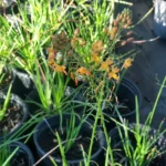 Live Orange Bulbine Plant 1 Gal Size – Drought Tolerant, Full Sun, Vibrant Orange Flowers
