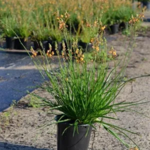 Live Orange Bulbine Plant 1 Gal Size – Drought Tolerant, Full Sun, Vibrant Orange Flowers