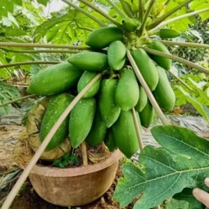 Live Papaya Plant - Sweet Papaya Tree - 14-16 Inch - Half Gallon Pot