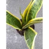 Live Sansevieria Yellow Plant - Mother in Law’s Plant - Variegated Potted Indoor Plant - 10-12 Inch Tall