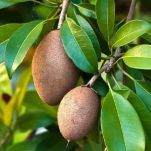 Live Sapote Tree Plant - Sapodilla Manilkara Zapota - 8-10 Inch - Half Gallon Pot - Fruit Tree