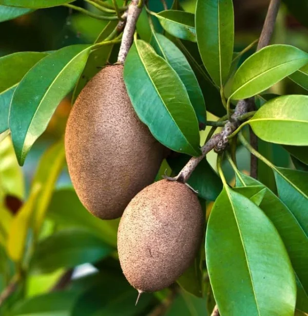 Live Sapote Tree Plant - Sapodilla Manilkara Zapota - 8-10 Inch - Half Gallon Pot - Fruit Tree