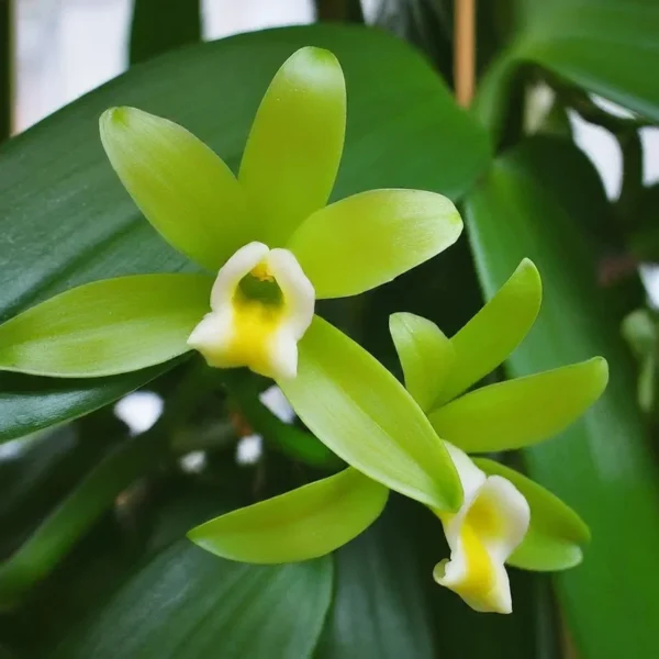 Live Vanilla Orchid Plant - 3 to 5 Inch - Green Yellow Vanilla Planifolia Vine