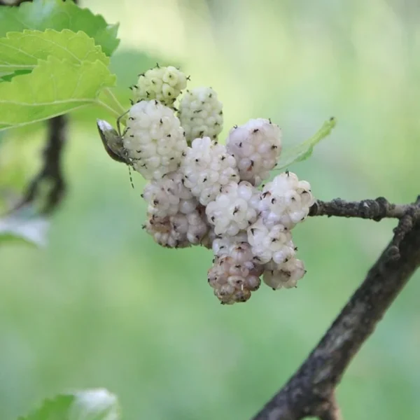 Live White Mulberry Tree 2-3 Feet Tall Sweet Berries Easy to Grow