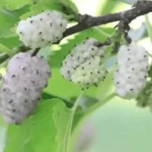Live White Mulberry Tree 2-3 Feet Tall Sweet Berries Easy to Grow