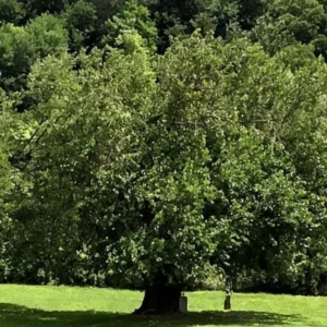 Live White Mulberry Tree 2-3 Feet Tall Sweet Berries Easy to Grow