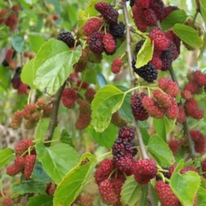 Live White Mulberry Tree 2-3 Feet Tall Sweet Berries Easy to Grow